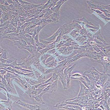 BALB/3T3 clone A31小鼠胚胎成纤维细胞丨balb/3t3细胞