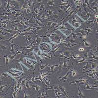 B16BL6 小鼠黑色素瘤