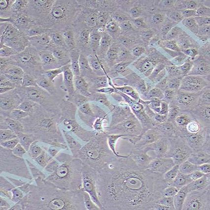 MA-104 恒河猴肾细胞 价格丨恒河猴肾细胞丨逸漠（immocell）