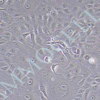 MA-104 恒河猴肾细胞 价格丨恒河猴肾细胞丨逸漠（immocell）