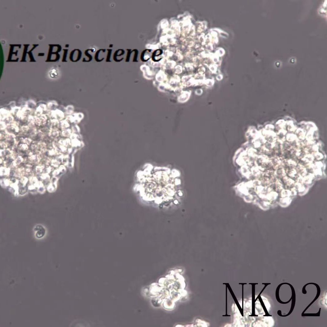 NK-92细胞系、NK-92细胞株、NK-92细胞、NK-92[NK92]恶性非霍奇金淋巴瘤患者的自然杀伤细胞