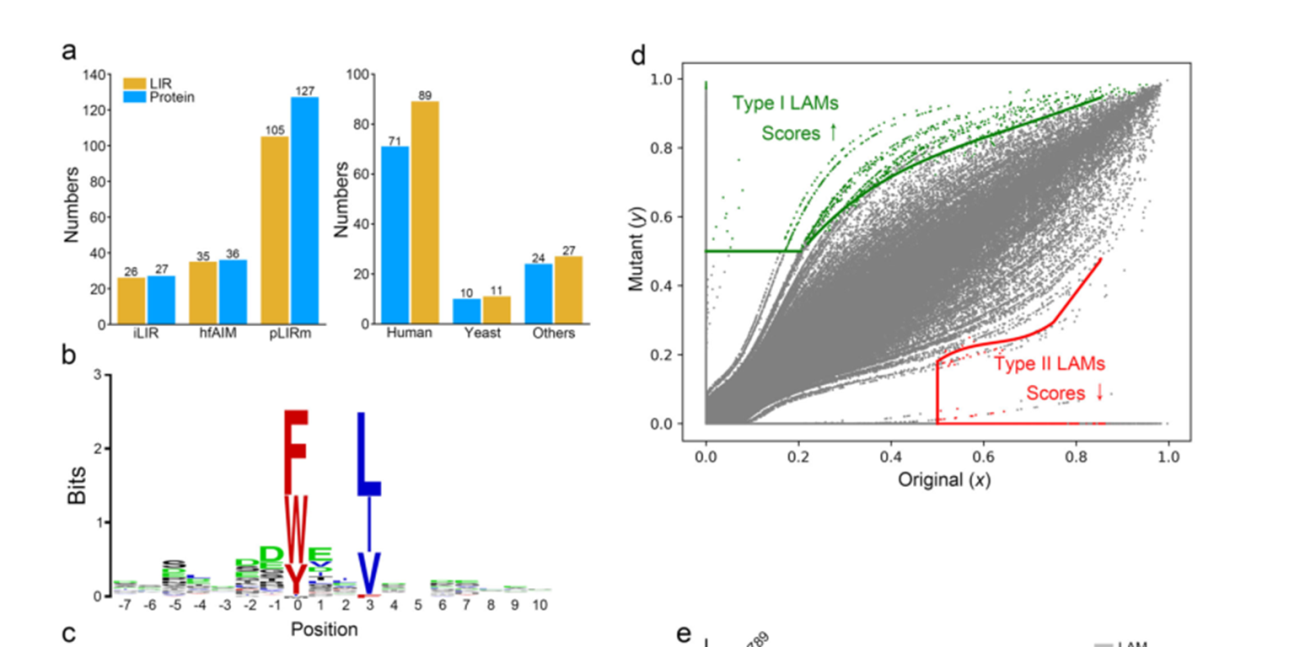 12+:预测癌症中改变自噬的基因突变
