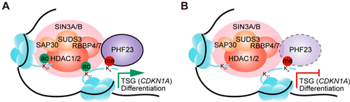 专家讲坛 | 威斯腾生物联合中国抗癌协会肿瘤代谢专委会网络学术沙龙系列讲座第三十三讲