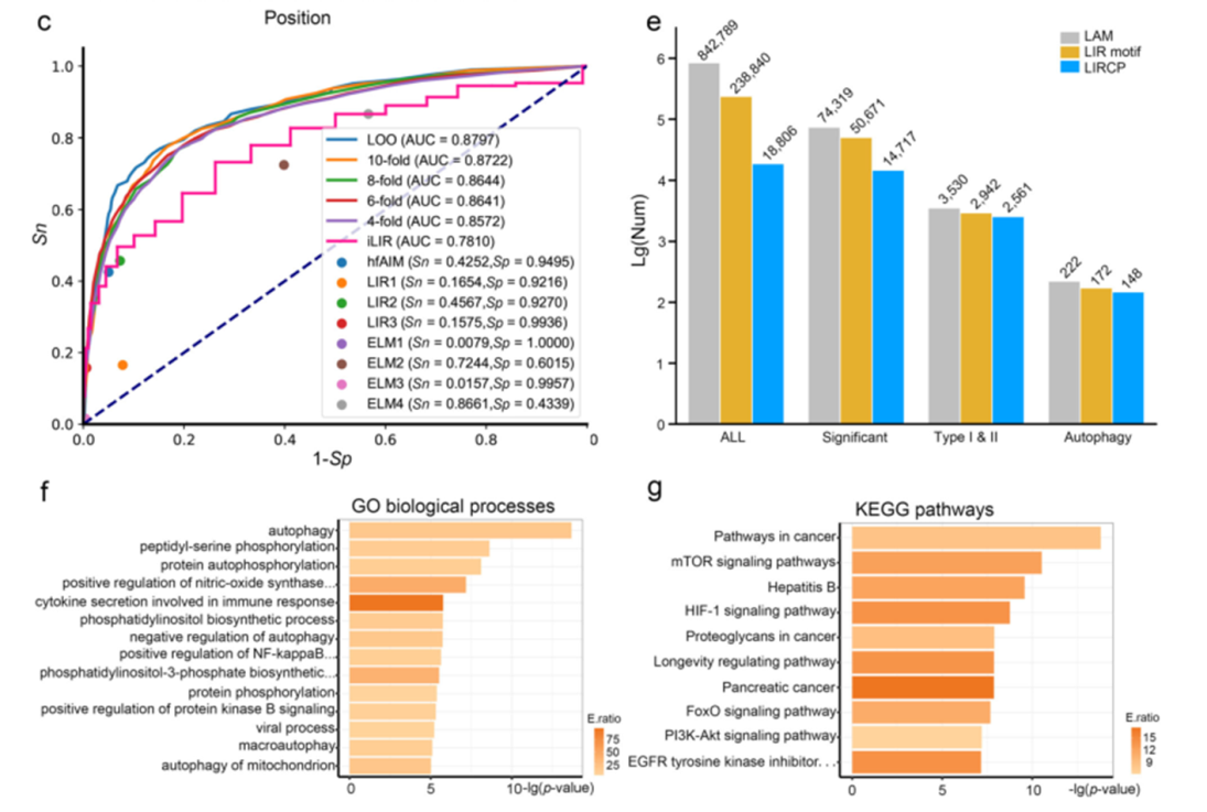 12+:预测癌症中改变自噬的基因突变
