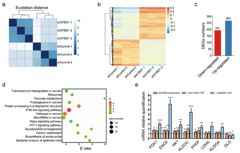 12+:预测癌症中改变自噬的基因突变