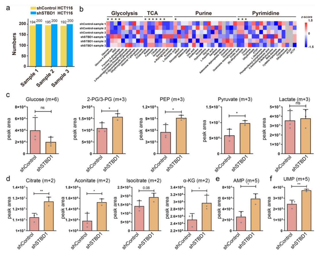 12+:预测癌症中改变自噬的基因突变
