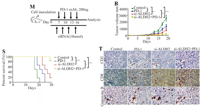 动物用 siRNA 案例应用策略解析 (20210609) 丨含动物造模、实验处理、给药方式、给药剂量……