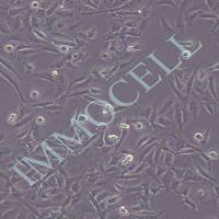 MDA-MB-468/ADR人乳腺癌阿霉素耐药株