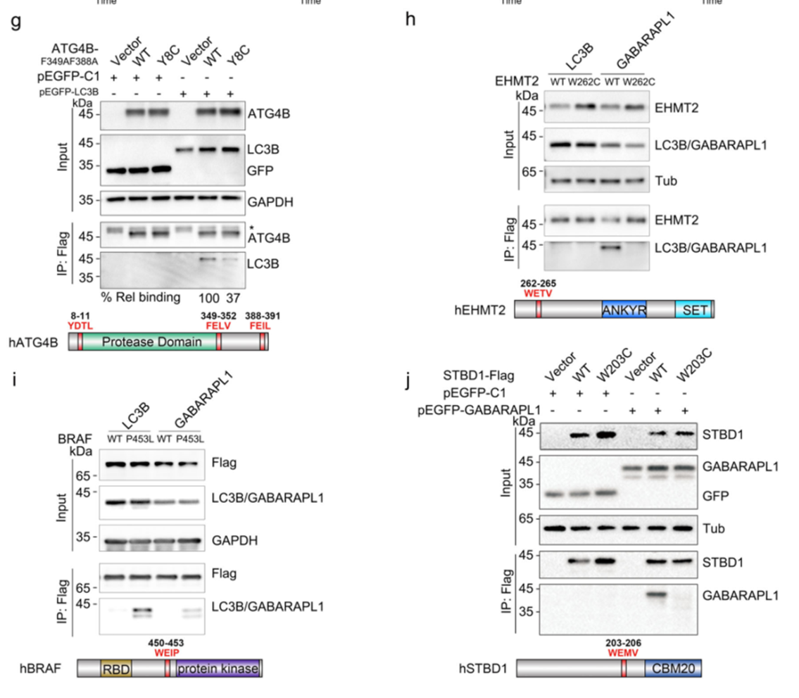 12+:预测癌症中改变自噬的基因突变