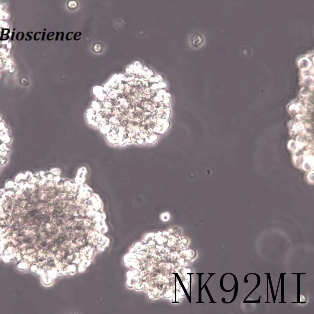 NK-92MI细胞系、NK-92MI细胞株、NK-92MI细胞、 [NK92MI]恶性非霍奇金淋巴瘤患者的自然杀伤细胞