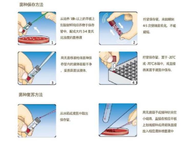 田菁根瘤菌菌种的选择方法