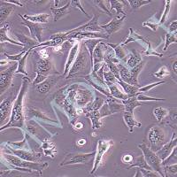 pan02 小鼠胰腺癌