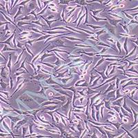 McCoy小鼠成纤维细胞丨mccoy 细胞