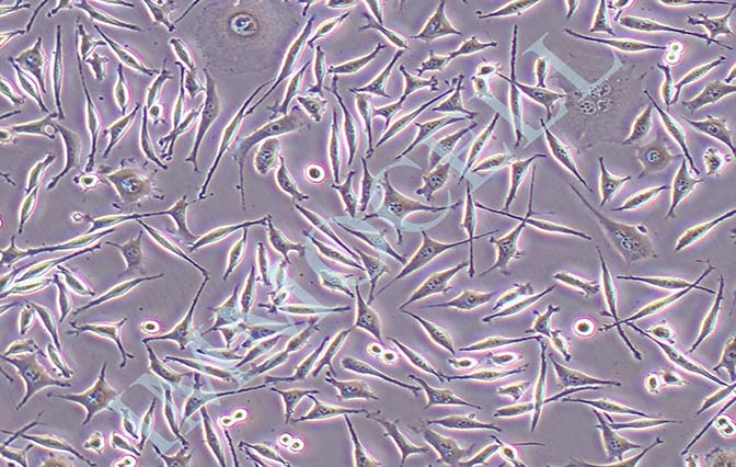 McCoy小鼠成纤维细胞
