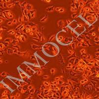 E0771小鼠乳腺癌细胞丨e0771细胞