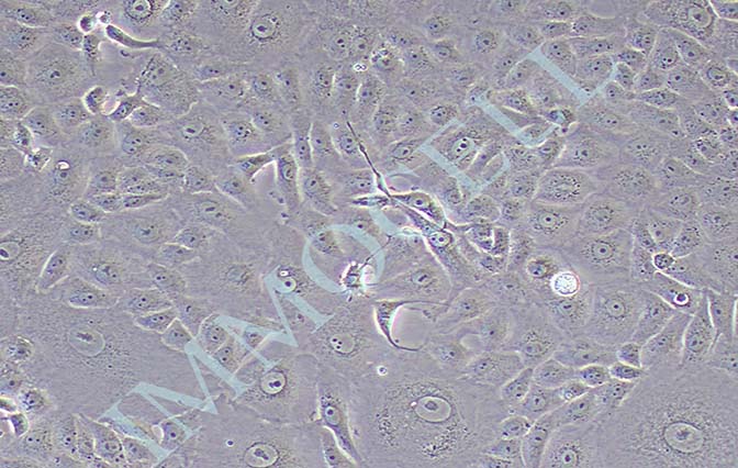 MA-104 恒河猴肾细胞 价格丨恒河猴肾细胞丨逸漠（imm