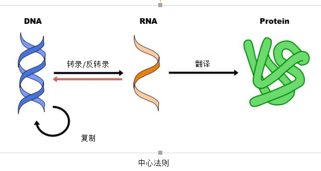 干货分享 | 傻傻分不清，三种常用的反义核酸各有什么特性？ - 企业动态 - 丁香通