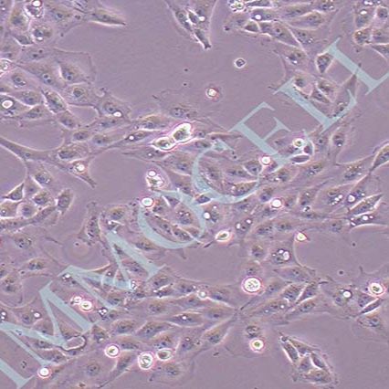 IPEC-J2猪小肠上皮细胞丨IPEC-J2细胞株