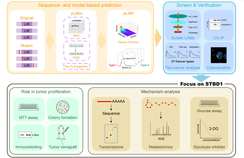 12+:预测癌症中改变自噬的基因突变