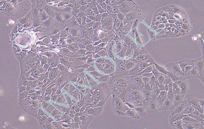 SCL-1人皮肤癌细胞(