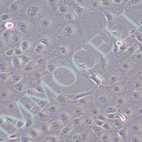 marc145猴胚胎肾上皮细胞丨marc145细胞株