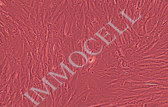 HFF-1人包皮成纤维细胞