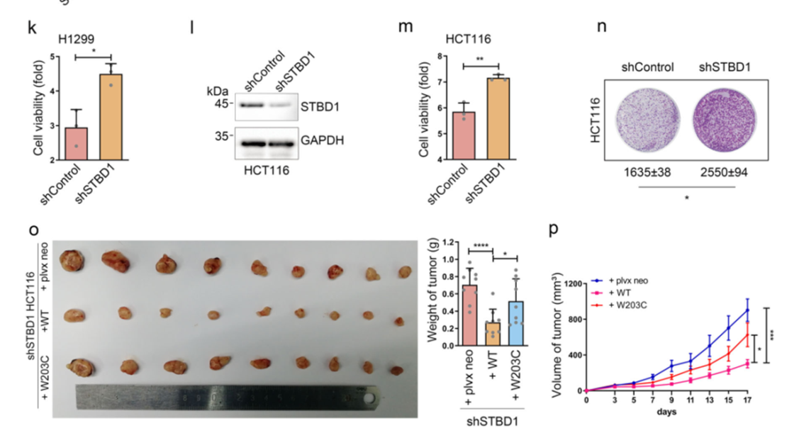 12+:预测癌症中改变自噬的基因突变