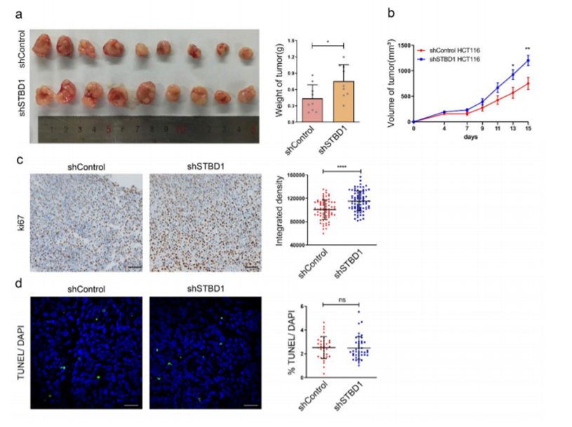12+:预测癌症中改变自噬的基因突变