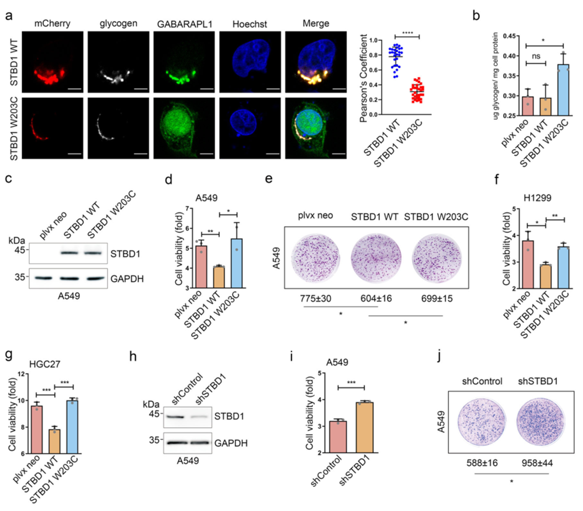 12+:预测癌症中改变自噬的基因突变