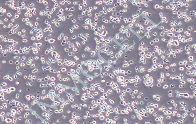 MM.1S人IGA-骨髓瘤细胞
