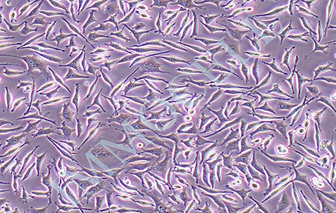 McCoy小鼠成纤维细胞