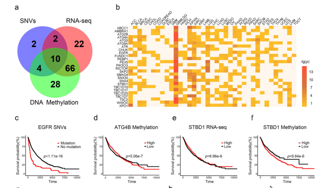 12+:预测癌症中改变自噬的基因突变