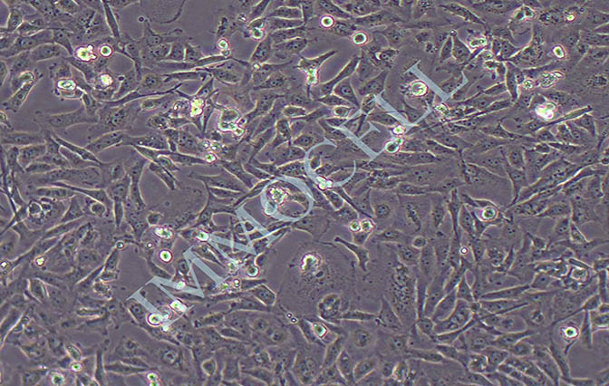 MDA-MB-468/ADR人乳腺癌阿霉素耐药株
