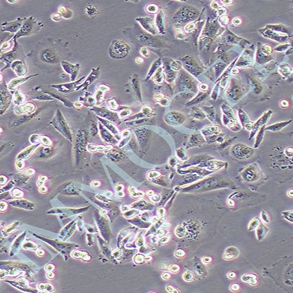 cho细胞/CHO-K1 中国仓鼠卵巢细胞