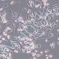 cho细胞/CHO-K1 中国仓鼠卵巢细胞