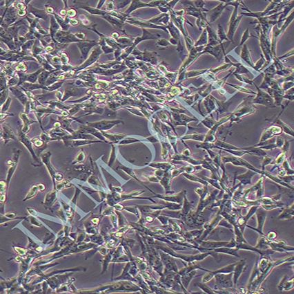 RM-1+LUC小鼠前列腺癌细胞-荧光素酶标记