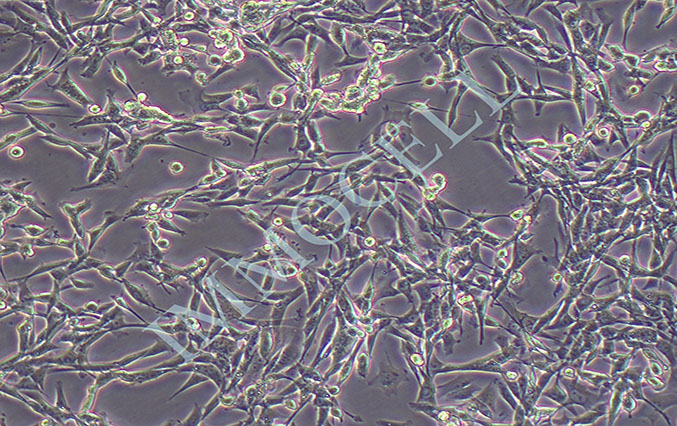 RM-1+LUC小鼠前列腺癌细胞-荧光素酶标记