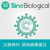 Human metapneumovirus (strain HMPV/Homo sapiens/PER/CFI0466/2010/B) glycoprotein G Protein (His Tag)