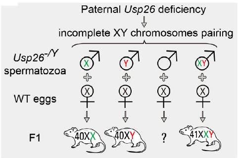 Usp26敲除小鼠和Tex11敲除小鼠揭示男性不育的新机制