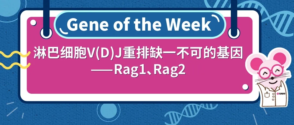 Rag1基因敲除小鼠研究Rag1相关机制