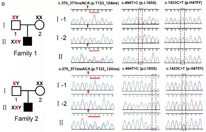 Usp26敲除小鼠和Tex11敲除小鼠揭示男性不育的新机制