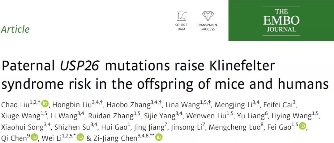 Usp26敲除小鼠和Tex11敲除小鼠揭示男性不育的新机制