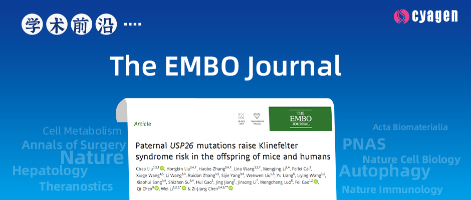 Usp26敲除小鼠和Tex11敲除小鼠揭示男性不育的新机制