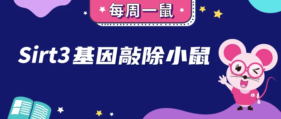 Sirt3基因敲除小鼠