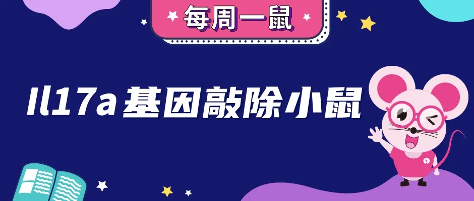 Il17a基因敲除小鼠