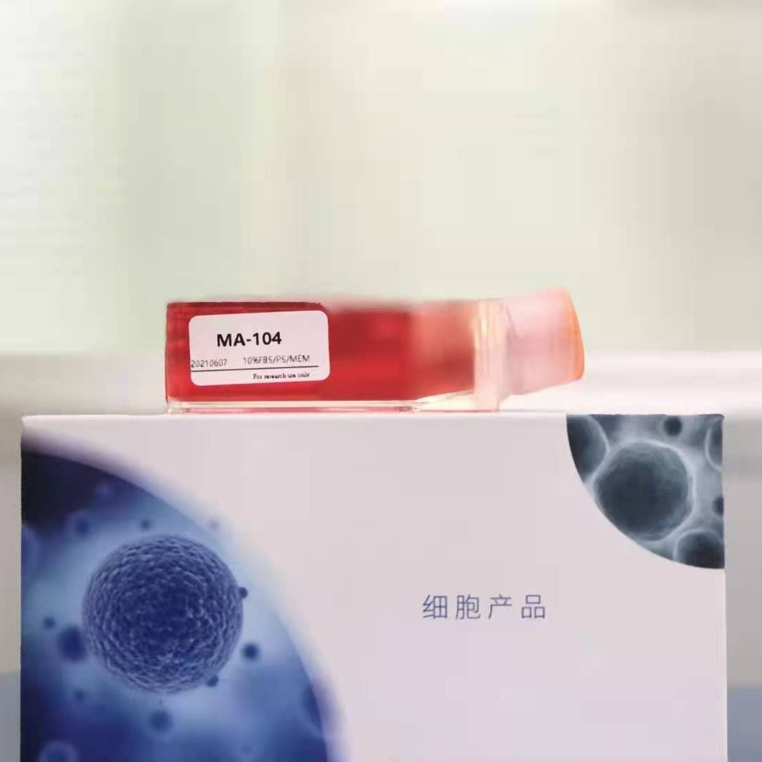 CP70人卵巢癌细胞