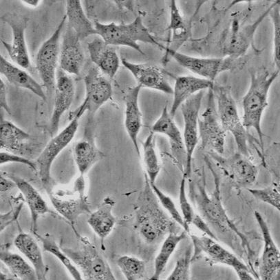 GP2-293 人胚肾上皮包装细胞