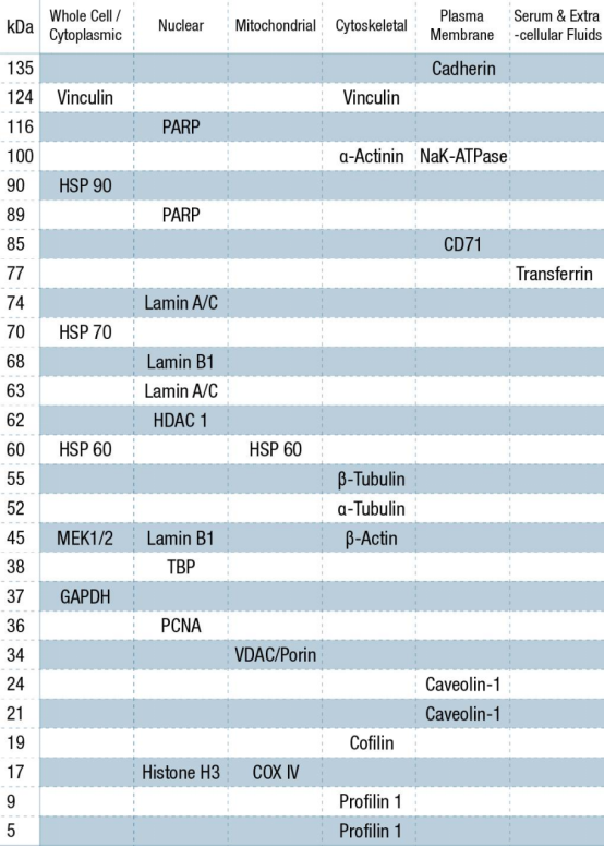 western blot 内参蛋白你选对了吗？