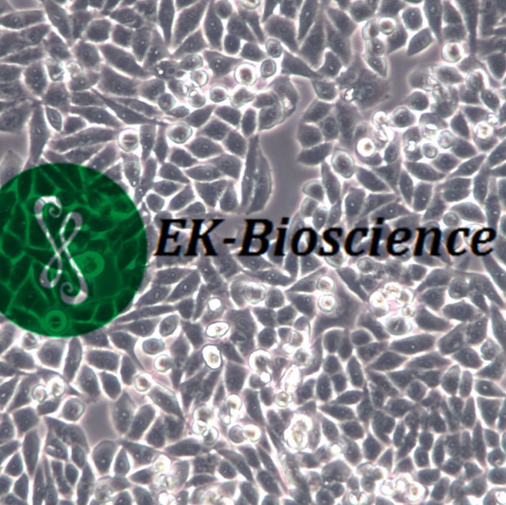 Bend.3细胞系、Bend.3细胞株、Bend.3细胞、Bend.3小鼠脑微血管内皮细胞株；bend.3