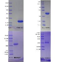蛋白表达-大肠杆菌原核表达纯化（保证项目）